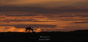 Coucher de soleil sur Masai Marag