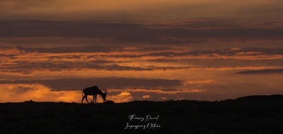Coucher de soleil sur Masai Marag