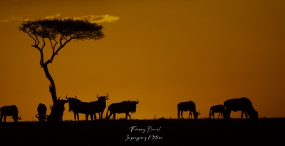 Le soleil se couche sur Masai Mara