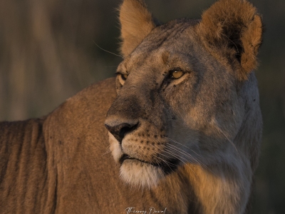 portrait de lionne au crépuscule