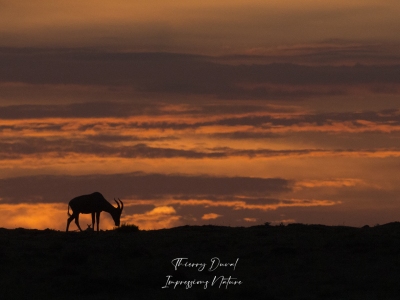 Coucher de soleil sur Masai Marag