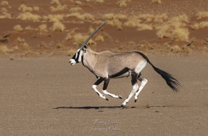 L'oryx