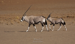 L'oryx