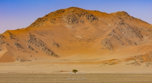 Namib-Naukluft Park l'arbre qui résiste