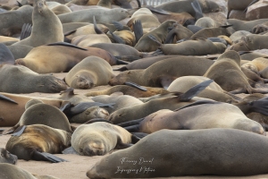 Colonie d'otaries à fourrure