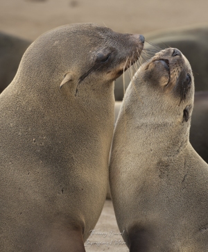 Otaries à fourrure