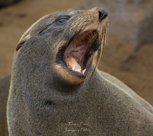 Sacrées canines