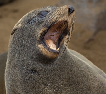 Sacrées canines