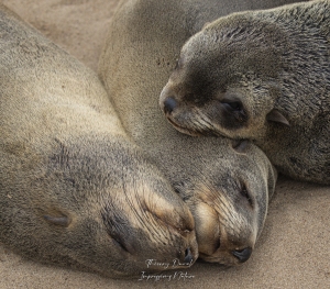 Sieste chez les otaries à fourrure