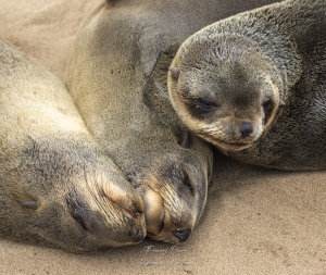 Sieste chez les otaries à fourrure