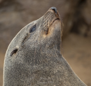 Portrait d'otarie à fourrure