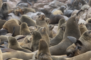 Colonie d'otaries à fourrure