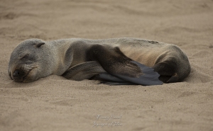 Sieste d'une jeune otarie à fourrure