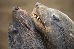 Jeu de deux otaries à fourrure