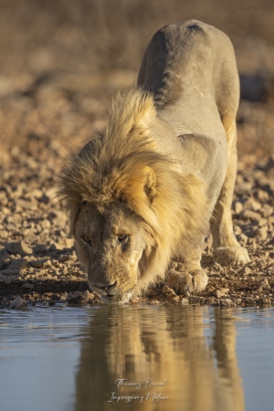 Lion au point d'eau