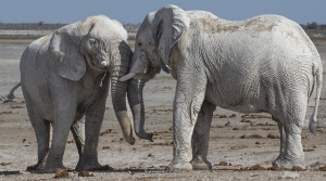 Rencontre d'éléphants blancs