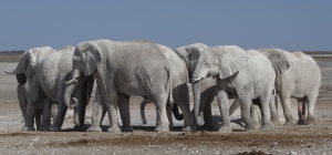 Eléphants blancs autour du point d'eau