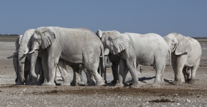 Repos d'éléphants blancs