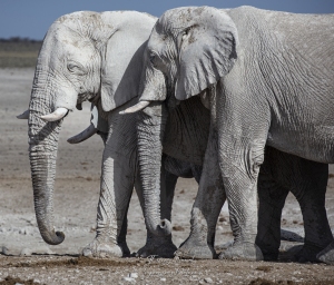 Portraits d'éléphants blancs