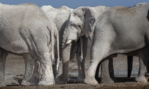 En sommeil au milieu des autres éléphants
