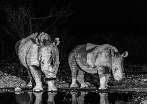 Rhinocéros la nuit