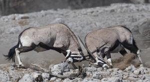 Combat d'Oryx