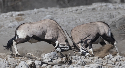 Combat d'Oryx