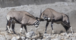 Combat d'Oryx
