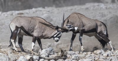 Combat d'Oryx