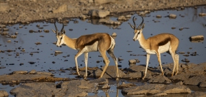 Springbok au point d'eau