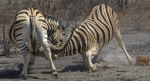 Combat de zèbres
