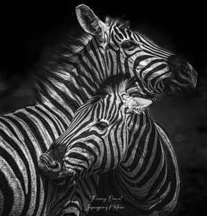 Portrait de zèbres