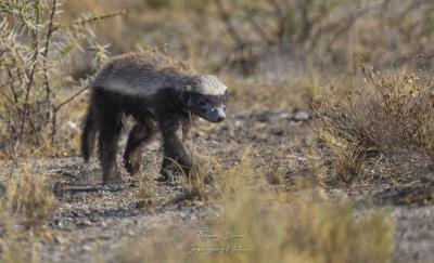 Ratel en marche