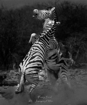 Affrontement de zèbres