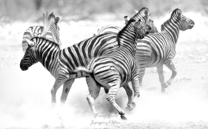 Zèbres dans la poussière