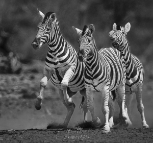 Avant l'affrontement