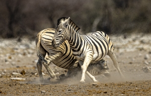 Combat de zèbres