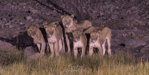Le soir au point d'eau