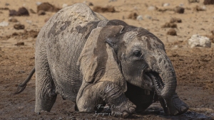 Jeune éléphant au point d'eau