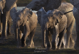 Dans la lumière du soir