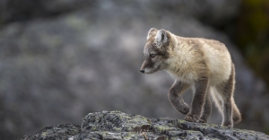 Renard polaire