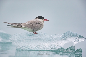 Sterne arctique