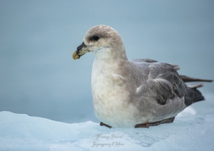 Fulmar boréal