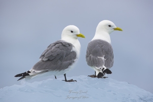 Mouette tridactyle