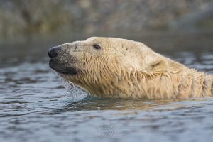 Ours blanc regagnant un site de chasse