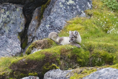 Renard polaire
