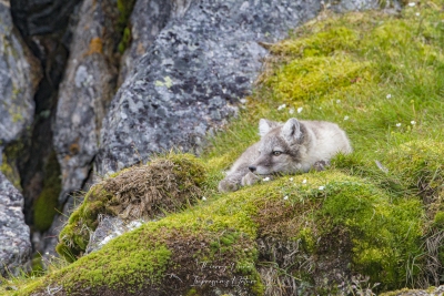 Renard polaire