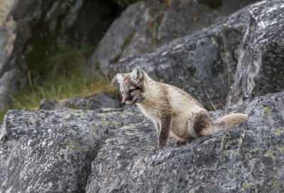 Renard polaire