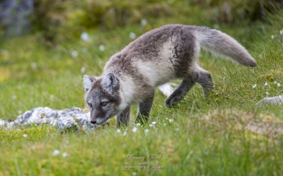 Renard polaire