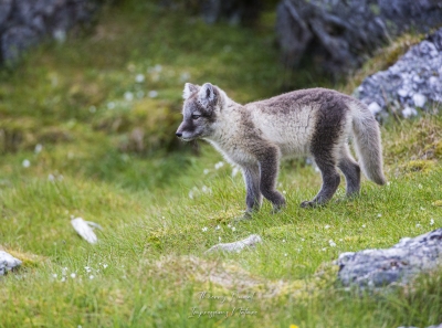 Renard polaire
